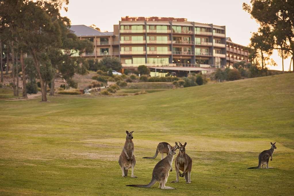 Racv Goldfields Resort Creswick Ανέσεις φωτογραφία